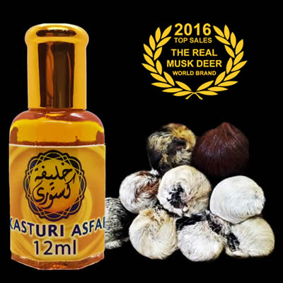 Pati Wangian Kasturi Asfar Minyak Kuning Kijang Asli